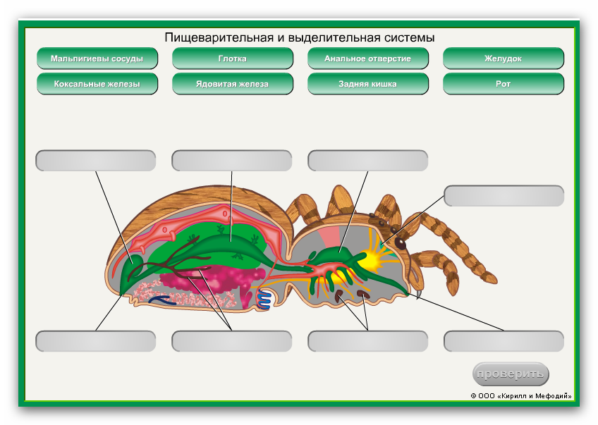 Биология тест класс насекомые. Членистоногие паук строение. Строение членистоногих насекомых. Внешнее строение членистоногих. Членистоногие внутреннее строение.