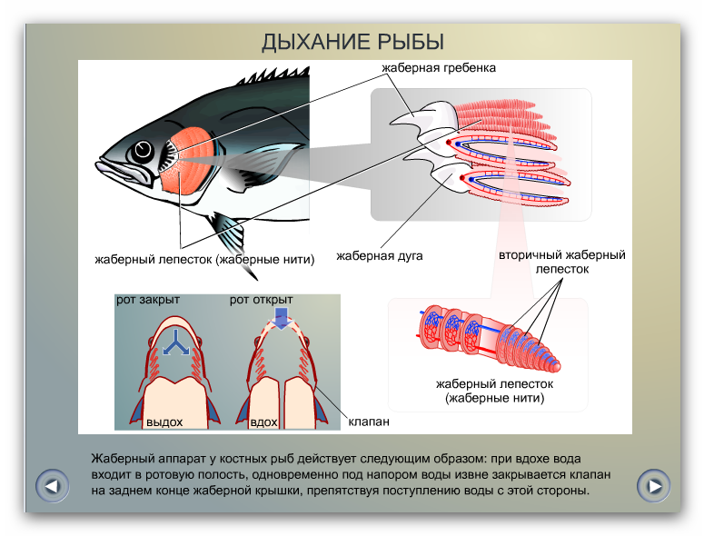 Рыба дышащая легкими. Дыхательная система рыб жабры. Дыхательная система рыб схема. Органы дыхательной системы у рыб. Процесс дыхания рыб.